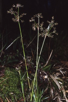 00227 Luzula echinata_mod21.jpg